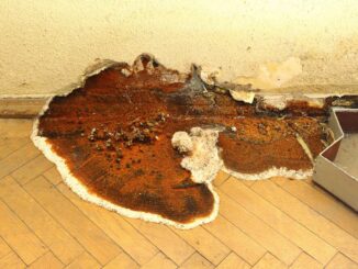 merule-agent-immobilier-condamne