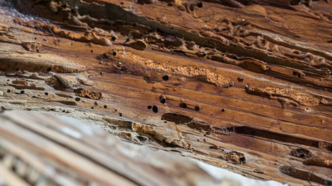 Termites