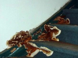 Infestation mérule