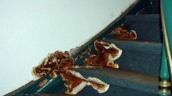 Infestation mérule