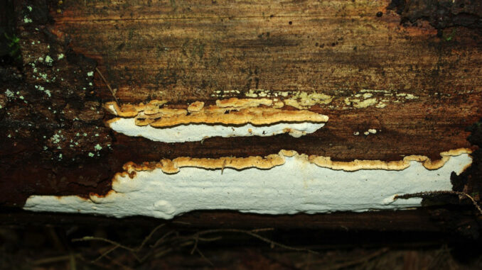 Antrodia_serialis Antrodia_serialis